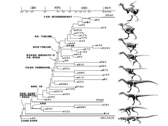 恐龙变鸟的演变过程图图片