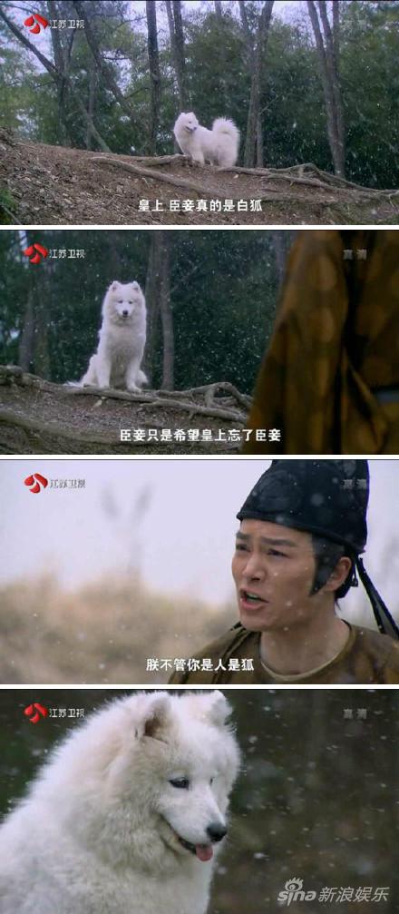 电视剧用萌犬冒充白狐遭调侃:萨摩耶传奇