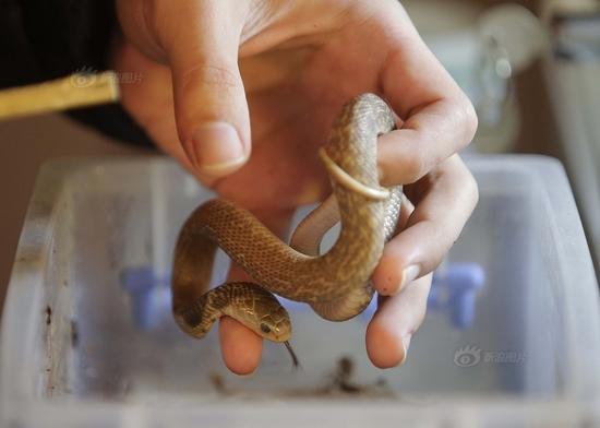 武汉90后男孩养20多条宠物蛇 如若生病很麻烦