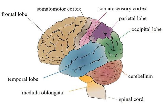 新研究称常用智能手机改变大脑形状功能