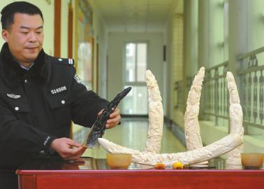 办案民警展示挡获的犀牛角、盔犀鸟头、象牙制品