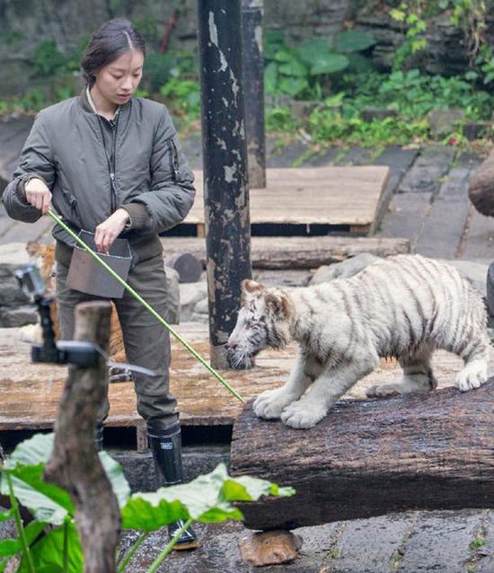 奇妙的朋友曝海报倪妮与虎同行