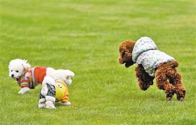 19日,中央公园,三只小狗在草坪上追逐嬉戏.