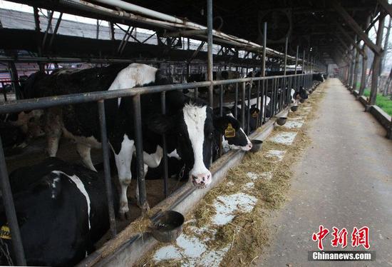 4个月时间里,皮辉已经忍痛宰杀了173头奶牛.