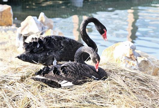 黄石黑天鹅秀恩爱 取食休息都成双成对(图)