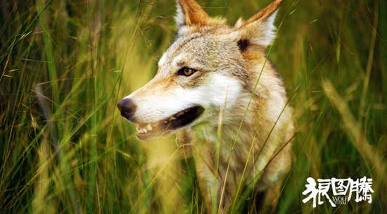 《狼图腾》全国公映 狼马大战争夺贺岁档