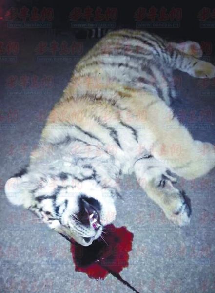 山东一停车场现死老虎现场留一摊血迹