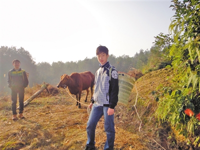 在乡下,陈向砍柴喂猪放牛.