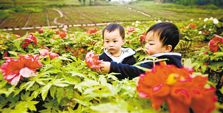 侣俸天香牡丹园