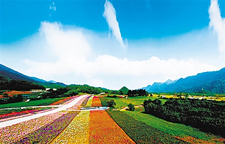 巫溪红池坝云中花海