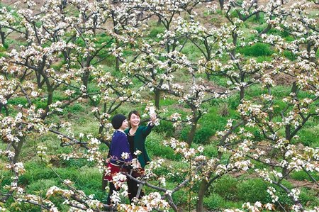 永川区黄瓜山梨花