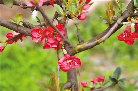 綦江三角镇木瓜海棠园
