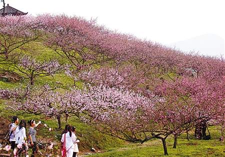 沙坪坝区虎峰山桃花