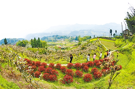 江津区杜市镇花卉苗木基地