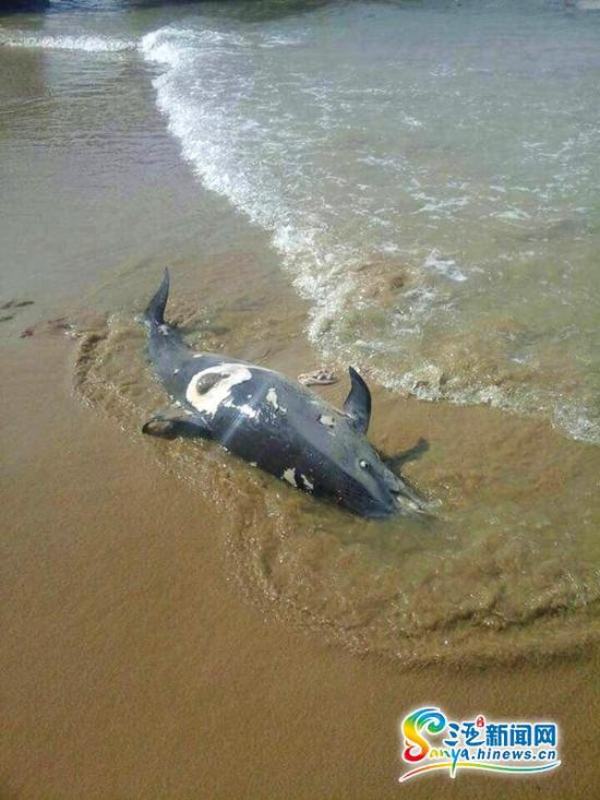 游客反映海豚搁浅在三亚沙滩死亡 原因不明
