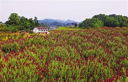 南川区大观园薰衣草