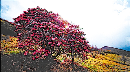 巫溪县红池坝高山杜鹃
