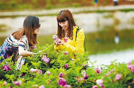 铜梁区蒲吕玫瑰花