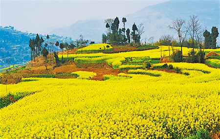 云阳县栖霞镇油菜花
