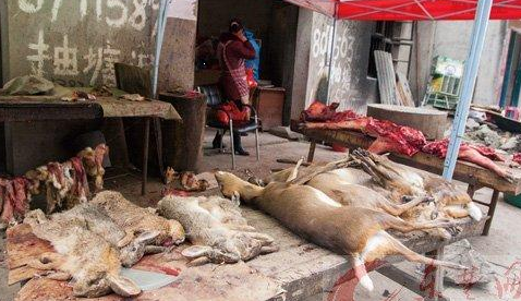 黄石现野生动物黑市 带血野山羊皮一字排开(图)