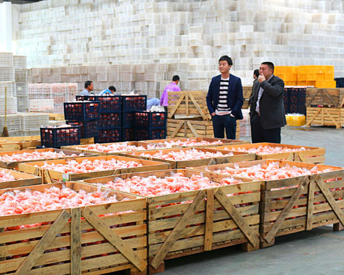 万山果业仓库内等待装车外销的脐橙