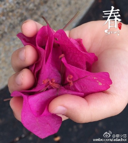 蔡少芬女儿
