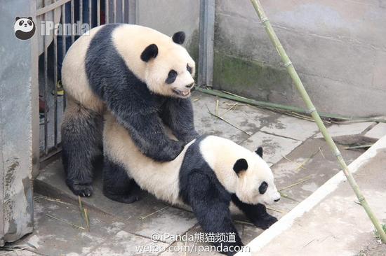 全球首播大熊猫啪啪啪网友笑为何不打码