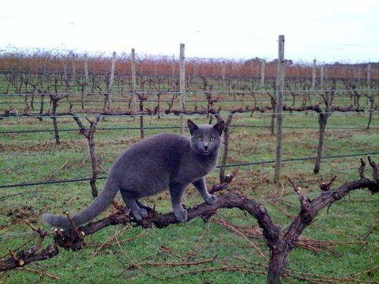 酒庄的猫神除了散步大有用处