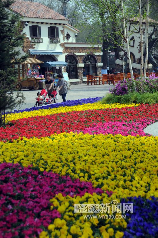 哈尔滨文化公园五色花坛色彩艳 令人流连忘返