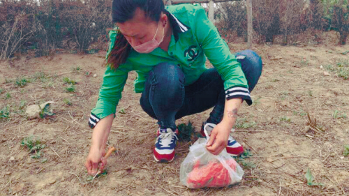 沈阳四环路绿化带上婆婆丁遭哄抢卖到市场