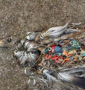 动物心酸照:鸟腹中垃圾比尸骸多