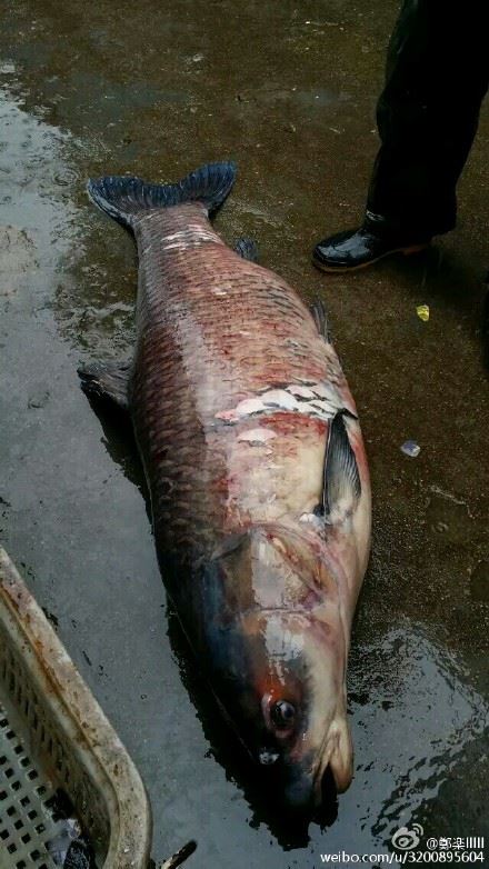 信阳渔民捕获巨型青鱼长12米重达121斤