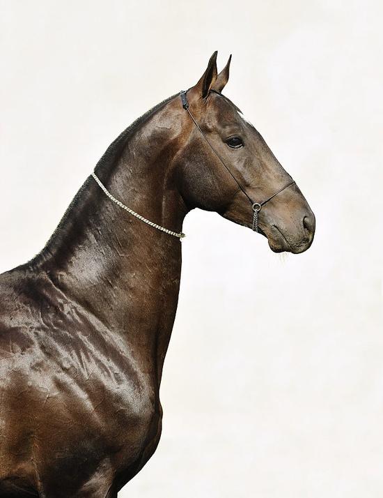 汗血宝马没"血汗"