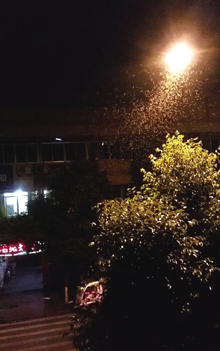 万州街头飞蚁肆虐居民用火灭蚁重庆商报讯 近日,多