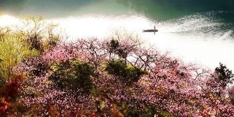 涨姿势:习大大去的桃花岛在哪