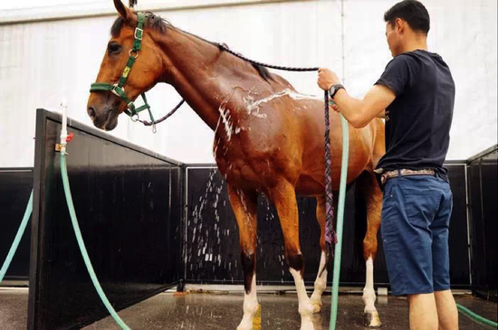 给马儿洗个澡