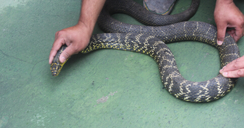 大蛇头上现罕见"王"字 与矿泉水瓶差不多粗