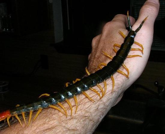 120米的巨型蜈蚣 咬人图片