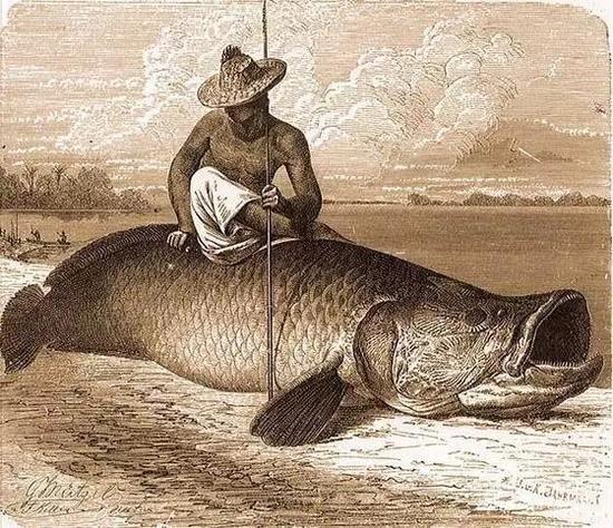 △真实的Arapaima gigas