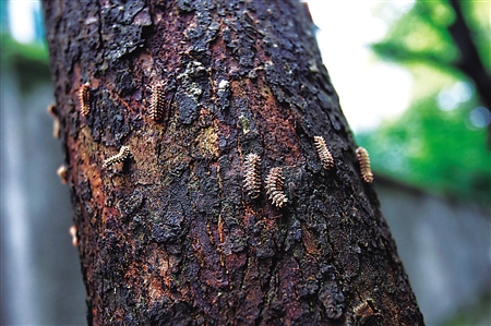 重庆渝北毛毛虫掉落如下雨密密麻麻吓坏行人