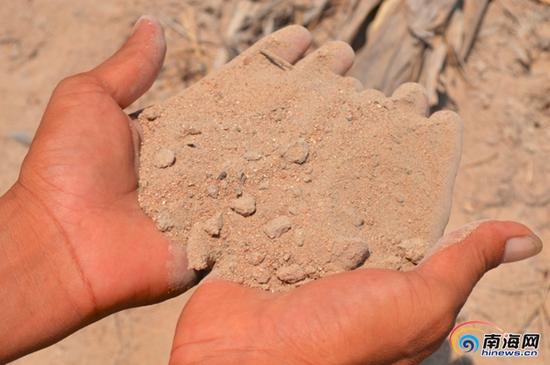 三亚市崖州区长山村委会,已经沙化的土壤.南国都市报记者 贺立樊摄