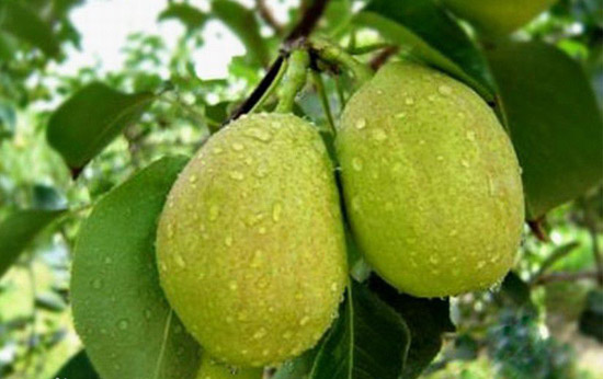 库尔勒香梨