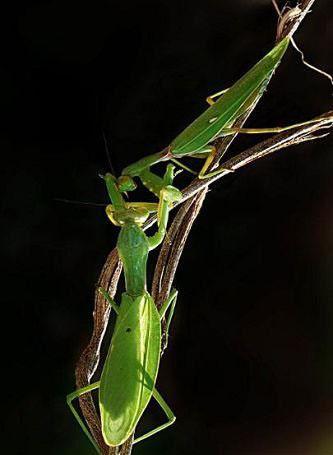 螳螂交配中吃掉另一半全过程