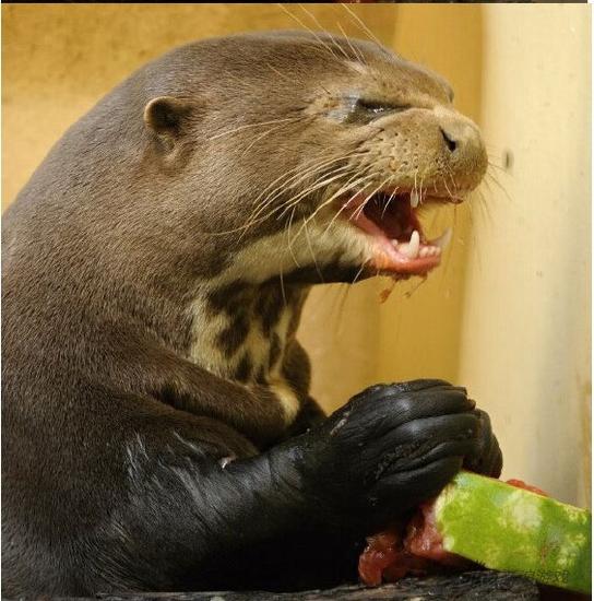 囧吐槽20150624囧吐槽20150624在imgur上看到的故事,说有一只水獭,不