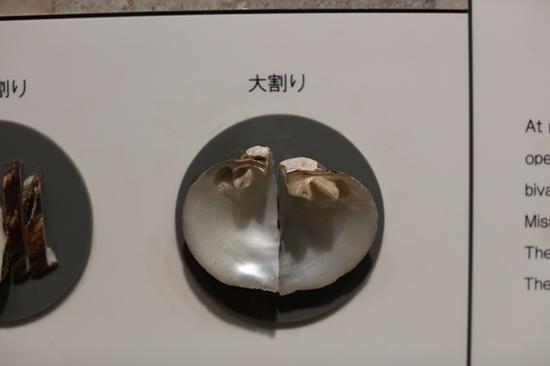 人工养殖珍珠置入珠核的制作过程。选用来自大溪地的贝类作为原料，切割。