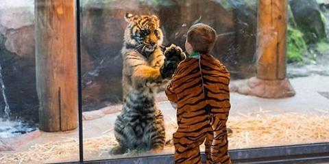 动物园猛兽伤童.别让悲剧重演