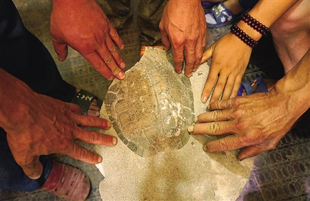 向帮银施工时挖到的蛇颈龟化石