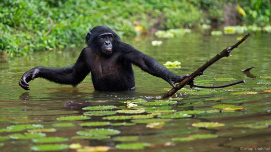 梦见自己化身大猩猩,探索潜意识中的深层含义与象征 梦见自己化身大猩猩,探索潜意识中的深层含义与象征