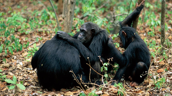 黑猩猩的合作多种多样,比如相互梳理毛发