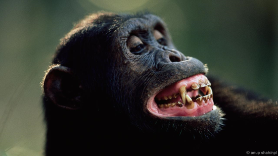 人类并不像我们自认为那么特殊与大猩猩的差别2